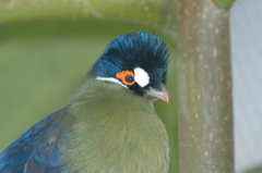 Please identify this bird