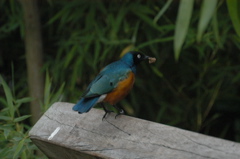 African starling of some kind