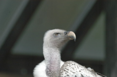 Vulture (unknown sort)