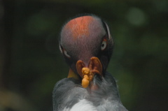 King Vulture