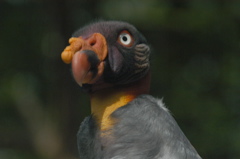 More regal King Vulture