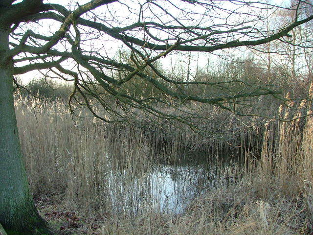Wicken Fen, 24th January 2004