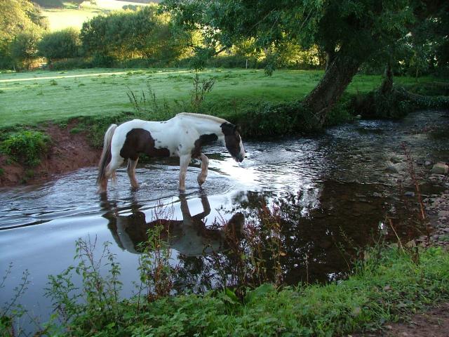 Knowle 2004