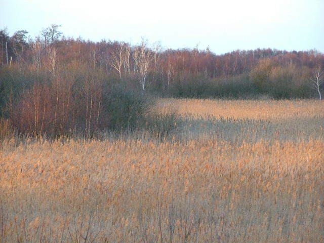 Wicken Fen, 24th January 2004