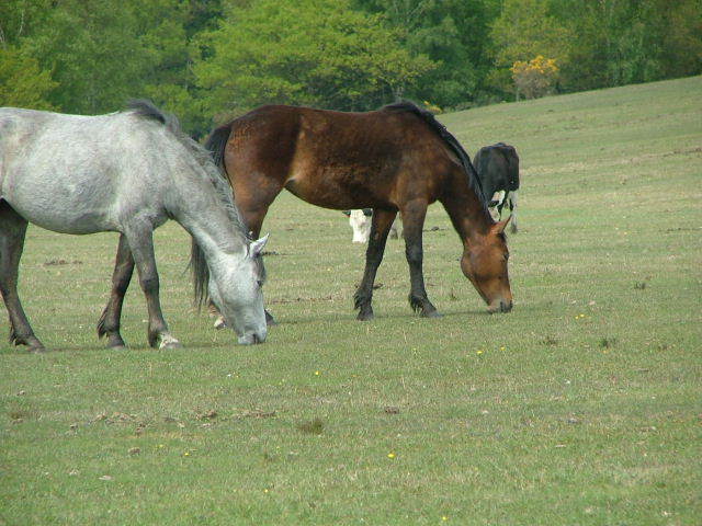 New Forest and Rhinefield House, May 05