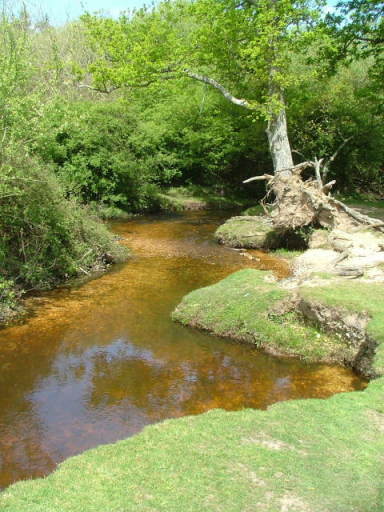 New Forest and Rhinefield House, May 05