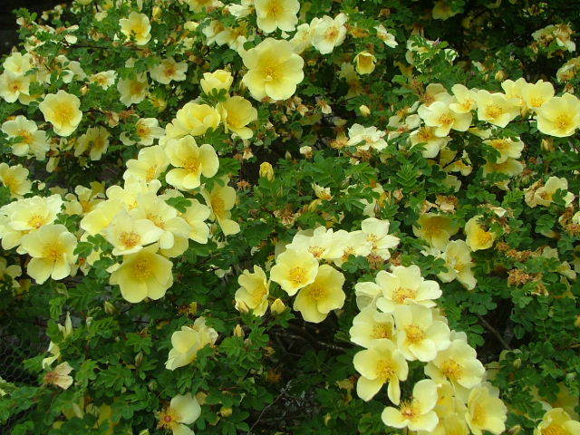 New Forest and Rhinefield House, May 05