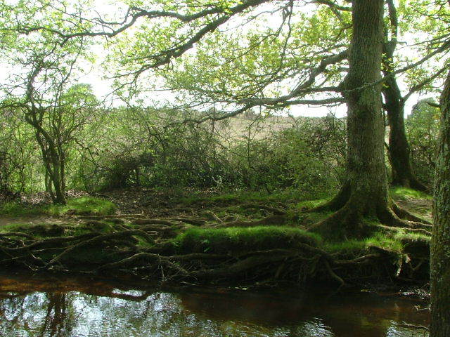 New Forest and Rhinefield House, May 05