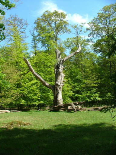 New Forest and Rhinefield House, May 05