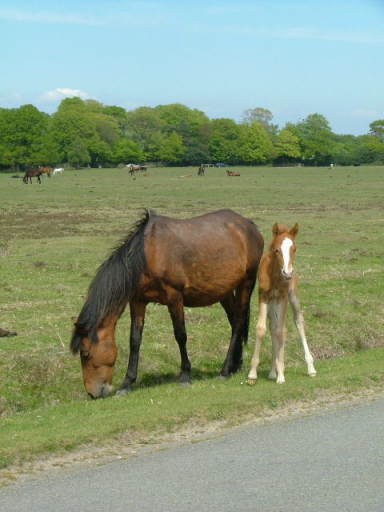 New Forest and Rhinefield House, May 05