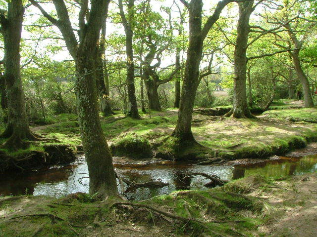 New Forest and Rhinefield House, May 05