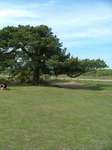 New Forest and Rhinefield House, May 05