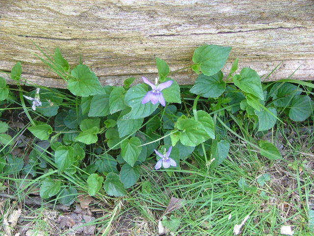 New Forest and Rhinefield House, May 05