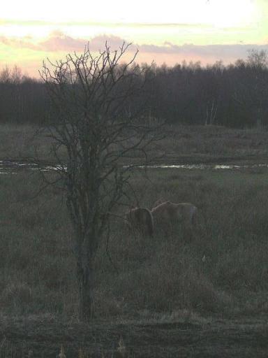 Wicken Fen, 24th January 2004