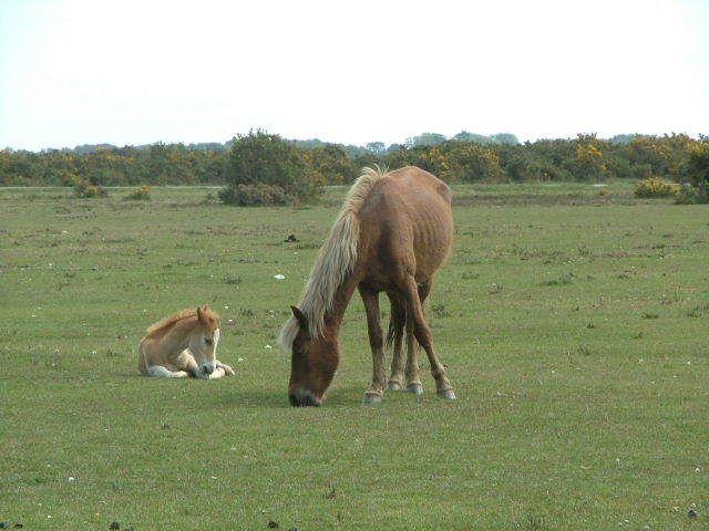 New Forest and Rhinefield House, May 05