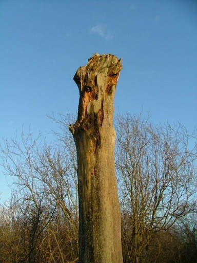 Wicken Fen, 24th January 2004