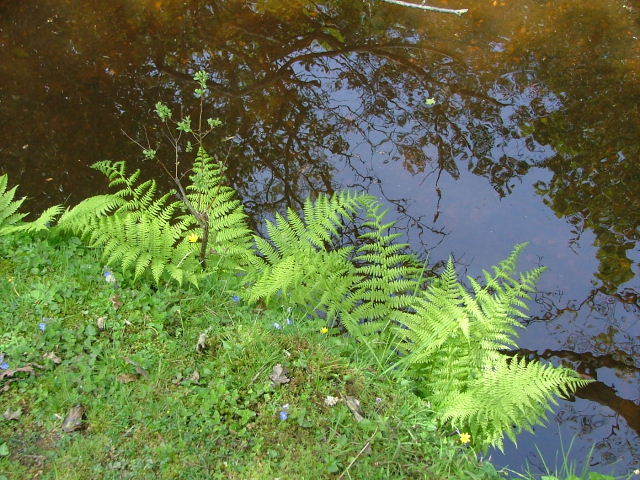 New Forest and Rhinefield House, May 05
