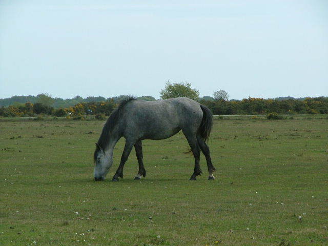 New Forest and Rhinefield House, May 05