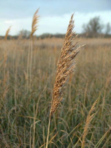 Wicken Fen, 24th January 2004
