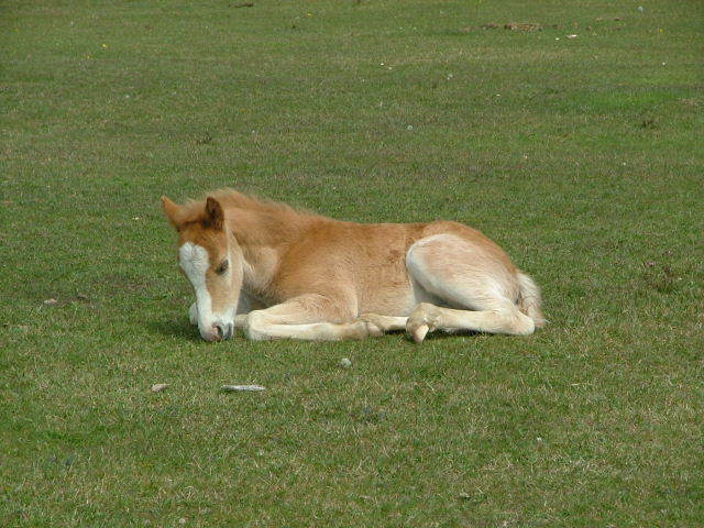 New Forest and Rhinefield House, May 05