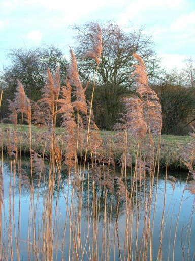 Wicken Fen, 24th January 2004