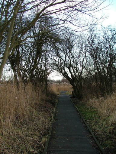 Wicken Fen, 24th January 2004