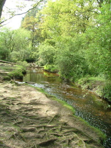 New Forest and Rhinefield House, May 05