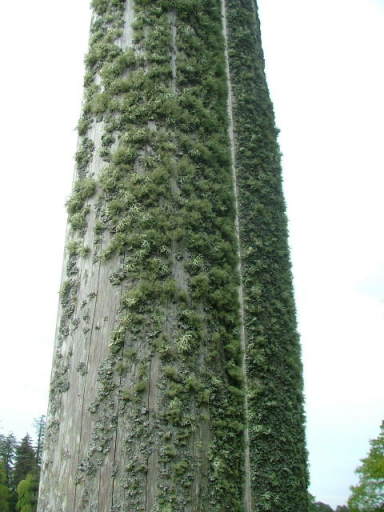 New Forest and Rhinefield House, May 05