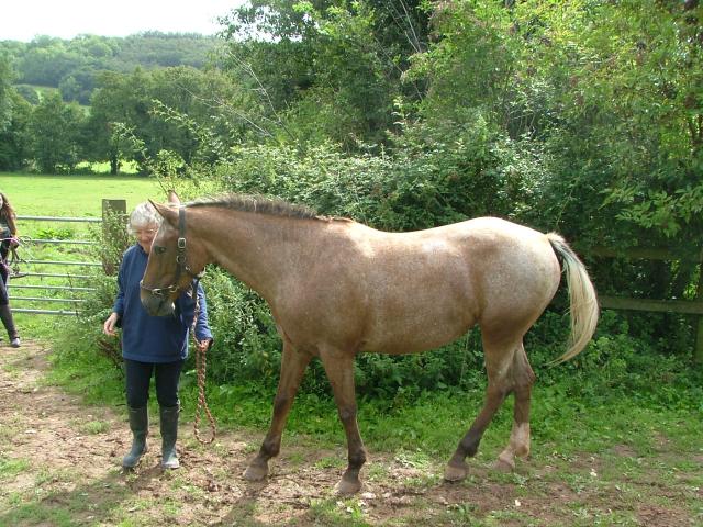Knowle 2004