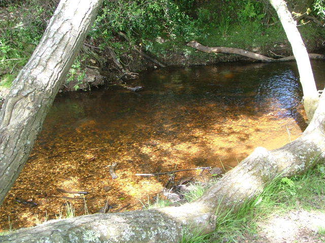 New Forest and Rhinefield House, May 05