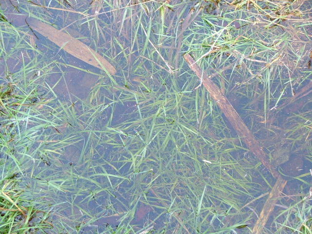 Wicken Fen, 24th January 2004