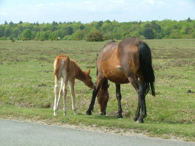 New Forest and Rhinefield House, May 05