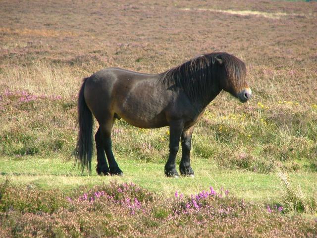 Knowle 2004