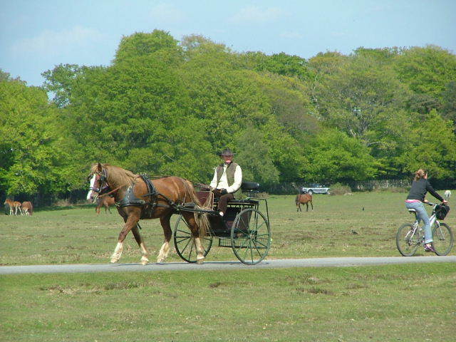 New Forest and Rhinefield House, May 05