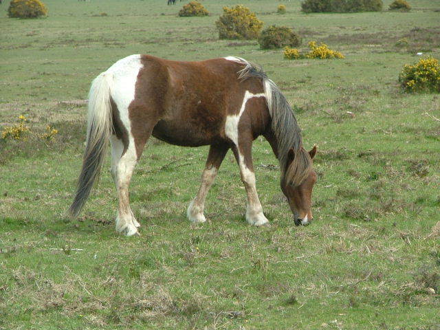 New Forest and Rhinefield House, May 05