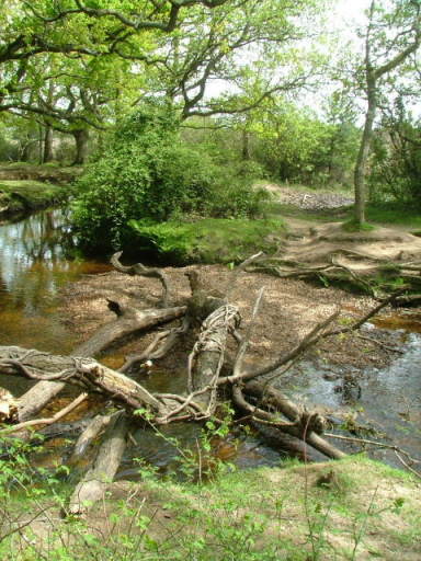 New Forest and Rhinefield House, May 05