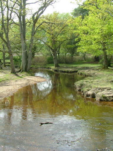 New Forest and Rhinefield House, May 05