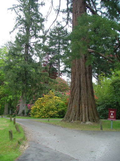 New Forest and Rhinefield House, May 05