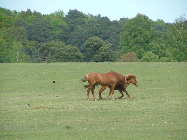 New Forest and Rhinefield House, May 05