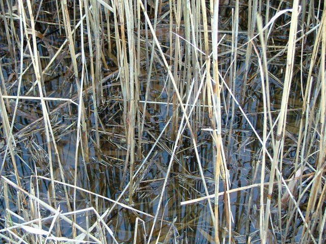 Wicken Fen, 24th January 2004