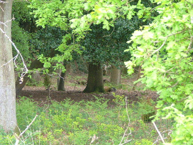 New Forest and Rhinefield House, May 05