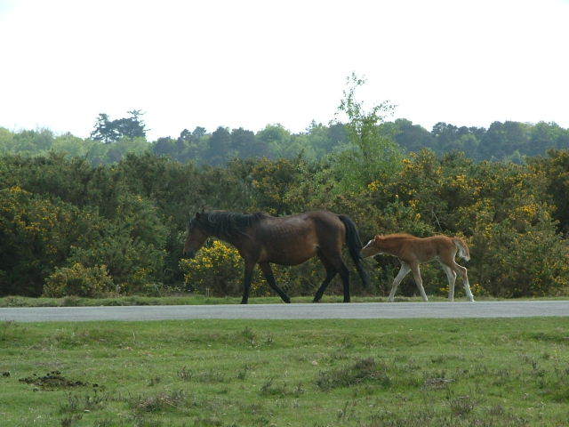New Forest and Rhinefield House, May 05
