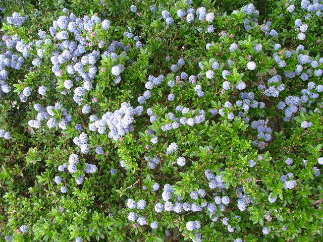 New Forest and Rhinefield House, May 05