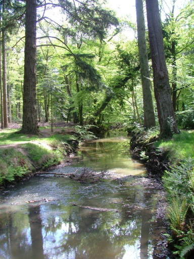 New Forest and Rhinefield House, May 05