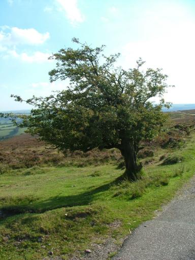 Knowle 2004