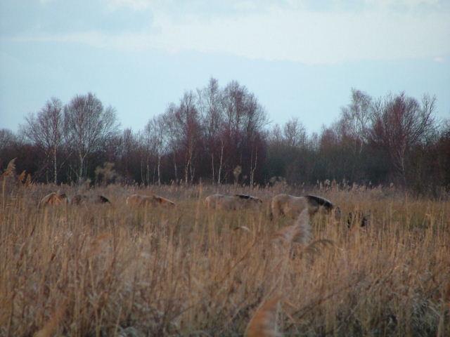 Wicken Fen, 24th January 2004