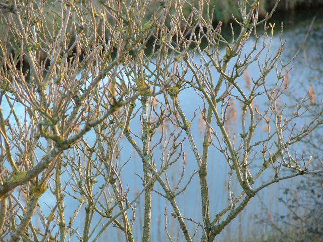 Wicken Fen, 24th January 2004