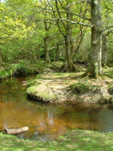 New Forest and Rhinefield House, May 05