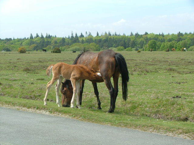 New Forest and Rhinefield House, May 05