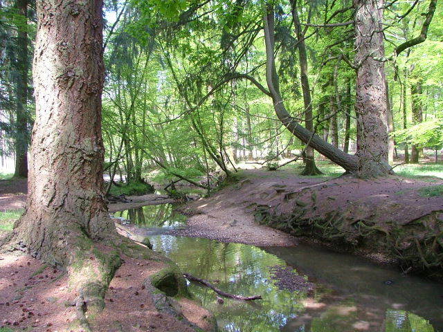 New Forest and Rhinefield House, May 05